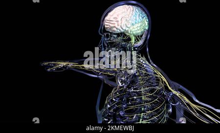 Anatomie des menschlichen Gehirns, Abschnitte sind durch farbige Flecken getrennt, medizinisches Diagramm mit parasympathischen und sympathischen Nerven. Medizinisch Stockfoto