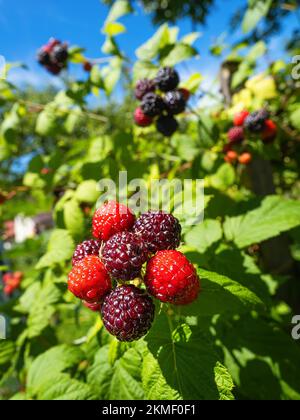 Natürliche frische Brombeeren im Garten. Ein Bündel reifer und unreifer schwarzer Himbeeren - Rubus occidentalis - Kultivar BRISTOL auf einem Zweig der Pflanze mit grünem l Stockfoto