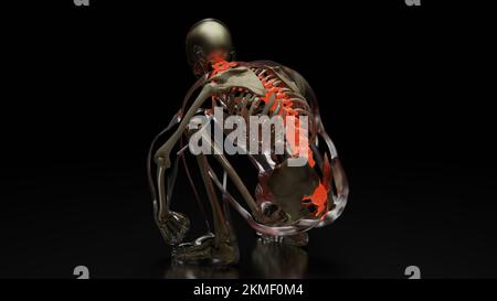 Anatomie Des Menschlichen Skeleton-Systems. Rot auf dem Rückgrat, medizinisch präzise Illustration einer schmerzhaften Wirbelsäule, männlicher verletzter Rückgrat, schnappen, 3D-Rendern Stockfoto