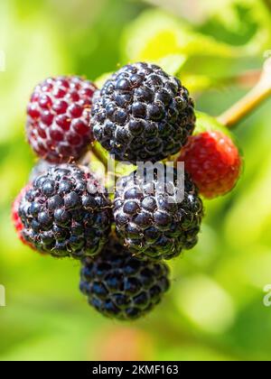 Natürliche frische Brombeeren im Garten. Ein Bündel reifer Brombeerfrüchte - Rubus occidentalis - Kultivar BRISTOL auf einem Zweig der Pflanze mit grünen Blättern auf f Stockfoto