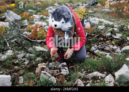 Cerje, Slowenien. 26.. November 2022. Ein Kind mit einem tierförmigen Hut pflanzt einen Baum während der ersten von vielen Massenaufforstungsveranstaltungen, die in der slowenischen Karstregion stattfinden. Die Wälder der Region sind schwer beschädigt, nachdem im Juli ein großer Waldbrand rund 3500 Hektar Land verbrannt hat. Über 800 Freiwillige, jung und alt, nahmen an der Pflanzung neuer Bäume Teil. (Foto: Luka Dakskobler/SOPA Images/Sipa USA) Guthaben: SIPA USA/Alamy Live News Stockfoto