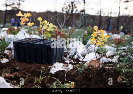 Cerje, Slowenien. 26.. November 2022. Während der ersten von vielen Massenaufforstungsereignissen sind in der slowenischen Karstregion Bäume an der Stelle eines großen Waldbrands zu sehen. Die Wälder der Region sind schwer beschädigt, nachdem im Juli rund 3500 Hektar Land durch das Waldbrand verbrannt wurden. Über 800 Freiwillige, jung und alt, nahmen an der Pflanzung neuer Bäume Teil. (Foto: Luka Dakskobler/SOPA Images/Sipa USA) Guthaben: SIPA USA/Alamy Live News Stockfoto