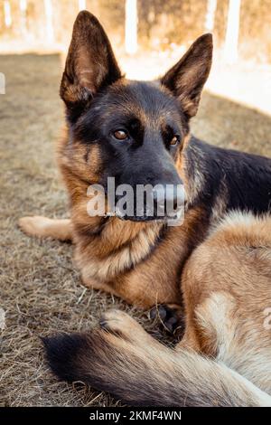 Süßer deutscher Schäferhund im Alarmmodus, der etwas hört Stockfoto