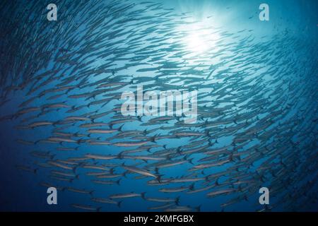 Barracuda-Schule über dem Korallenriff Stockfoto