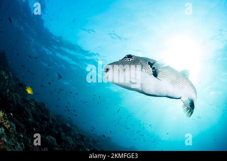 Wunderschöner Kugelfisch, der über einem gesunden Korallenriff im Indo-Pazifik schwimmt Stockfoto