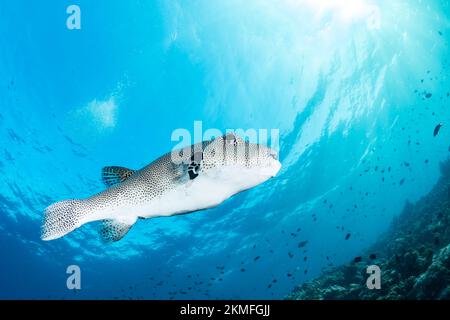 Wunderschöner Kugelfisch, der über einem gesunden Korallenriff im Indo-Pazifik schwimmt Stockfoto