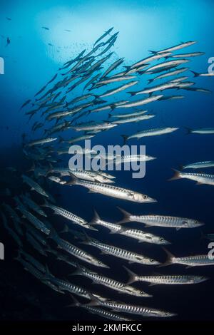 Barracuda-Schule über dem Korallenriff Stockfoto