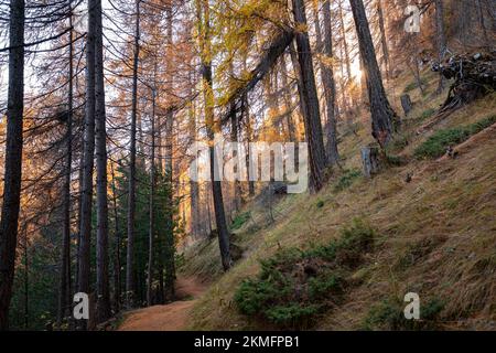 Wanderweg durch einen Lärchenwald im Engadin Valley, Schweiz im Herbst Stockfoto