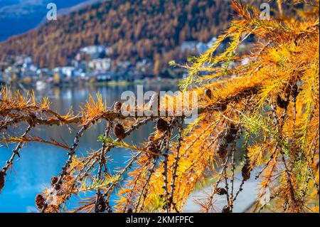 Leuchtend gelbe orangefarbene Nadeln einer Lärche Larix decidua in der Nähe des Sees Saint Moritz, Schweiz. Stockfoto