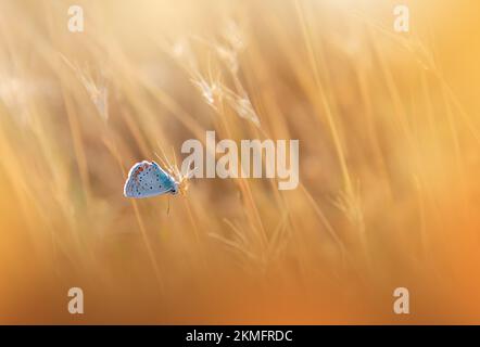 Wunderschöner goldener Naturhintergrund. Blumenkunst. Makrofotografie. Schmetterling und wildes Feld. Kreative künstlerische Tapete. Sommerwiese. Gelb Stockfoto