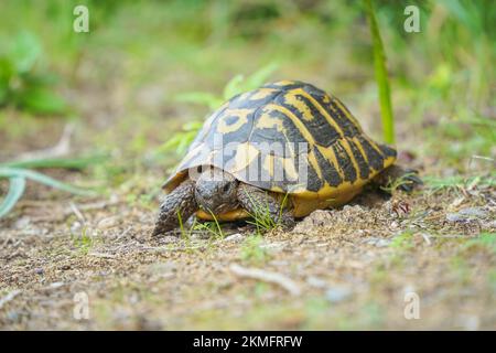 Hermannsschildkröte, die auf Gras neben dem Pfad sucht, Menorca, Balearen, Spanien. Stockfoto