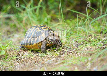 Hermannsschildkröte, die auf Gras neben dem Pfad sucht, Menorca, Balearen, Spanien. Stockfoto