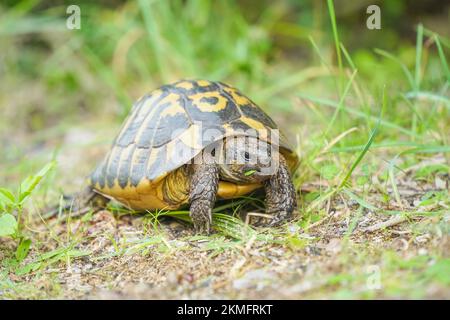 Hermannsschildkröte, die auf Gras neben dem Pfad sucht, Menorca, Balearen, Spanien. Stockfoto