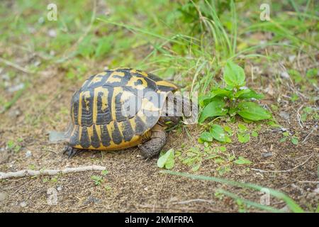 Hermannsschildkröte, die auf Gras neben dem Pfad sucht, Menorca, Balearen, Spanien. Stockfoto