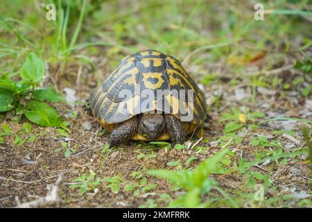 Hermannsschildkröte, die auf Gras neben dem Pfad sucht, Menorca, Balearen, Spanien. Stockfoto