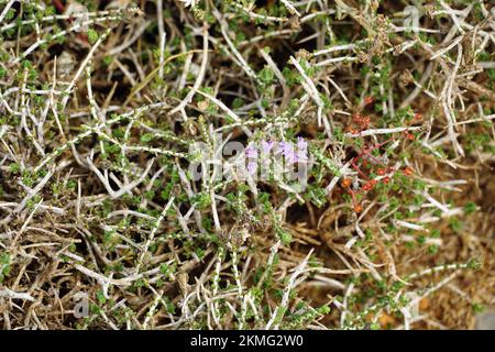 conehead thyme, persischer Ysop und spanischer Oregano, Thymbra capitata, kakukkfű, Kreta, Griechenland, Europa Stockfoto