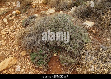 conehead thyme, persischer Ysop und spanischer Oregano, Thymbra capitata, kakukkfű, Kreta, Griechenland, Europa Stockfoto