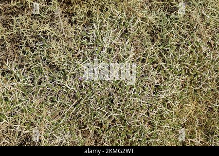 conehead thyme, persischer Ysop und spanischer Oregano, Thymbra capitata, kakukkfű, Kreta, Griechenland, Europa Stockfoto