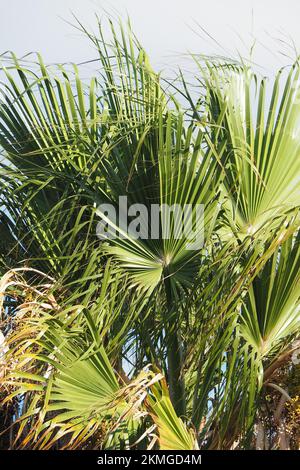 Mexikanische Fan Palm, mexikanische washingtonia, mexikanische Washingtonpalme, palmier jupon du Mexique, Washingtonia robusta, Mexikói Washington-pálma, Kreta Stockfoto