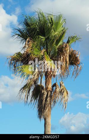 Mexikanische Fan Palm, mexikanische washingtonia, mexikanische Washingtonpalme, palmier jupon du Mexique, Washingtonia robusta, Mexikói Washington-pálma, Kreta Stockfoto