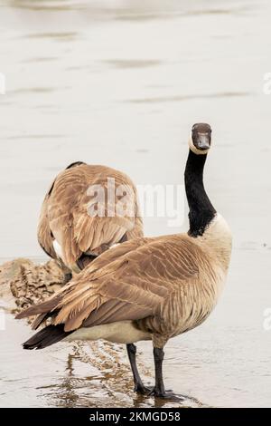 Ein paar kanadische Gänse, die sich am Seeufer ausruhen Stockfoto