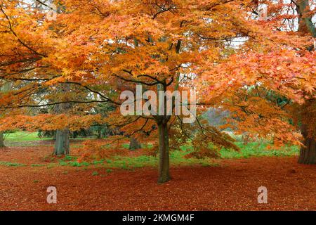 Das farbenfrohe rote Ahornblatt im Herbst unter dem Ahornbaum Stockfoto