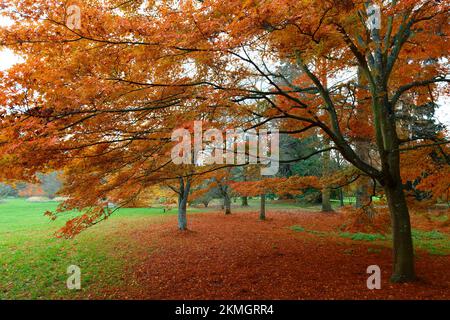 Das farbenfrohe rote Ahornblatt im Herbst unter dem Ahornbaum Stockfoto