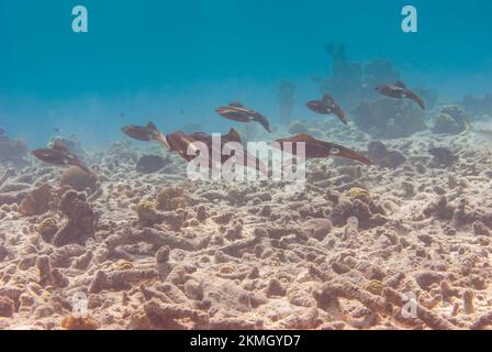 MehrfarbigTiefsee-Unterwasser Pharao Tintenfisch Sepia pharaonos Stockfoto