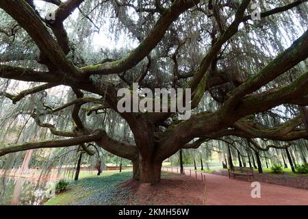 Der riesige weinende blaue Atlas Cedar, der im Park a la Vallee aux Loups - Wolves Valley auf Französisch zu sehen ist. Stockfoto