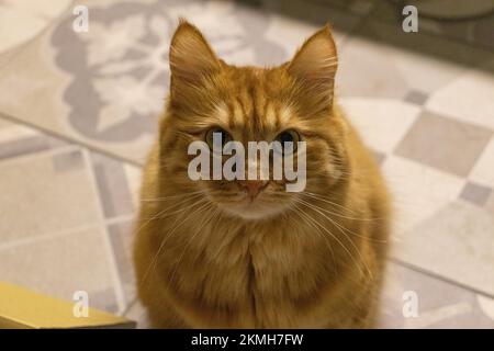 Eine flauschige rote Katze sieht mit offenen Augen aus Stockfoto