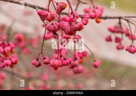 Nahaufnahme der Spindelbeeren im November Stockfoto