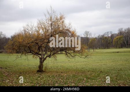 Ein einsamer Baum ungewöhnlicher Form auf einem Feld Stockfoto