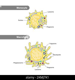 Die Struktur von Monozyten und Makrophagen. Leukozytenimmunität. Leukozyteninfografien. Medizinische Illustration. Stockfoto