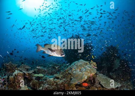 Artenvielfalt des Korallenriffsystems - Aortment von tropischen Rifffischen, die über gesunden Korallenriffen schwimmen Stockfoto