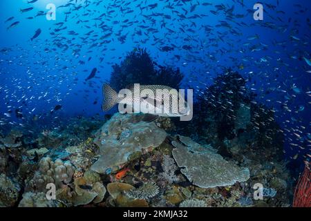 Artenvielfalt des Korallenriffsystems - Aortment von tropischen Rifffischen, die über gesunden Korallenriffen schwimmen Stockfoto