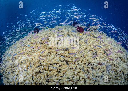 Artenvielfalt des Korallenriffsystems - Aortment von tropischen Rifffischen, die über gesunden Korallenriffen schwimmen Stockfoto