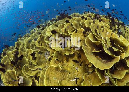 Artenvielfalt des Korallenriffsystems - Aortment von tropischen Rifffischen, die über gesunden Korallenriffen schwimmen Stockfoto