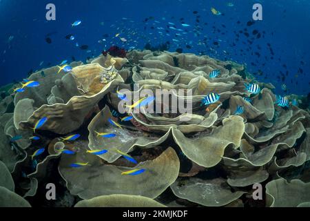 Artenvielfalt des Korallenriffsystems - Aortment von tropischen Rifffischen, die über gesunden Korallenriffen schwimmen Stockfoto