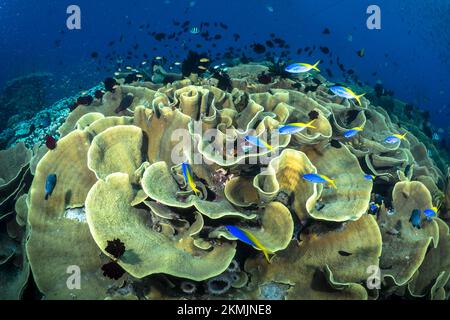 Artenvielfalt des Korallenriffsystems - Aortment von tropischen Rifffischen, die über gesunden Korallenriffen schwimmen Stockfoto