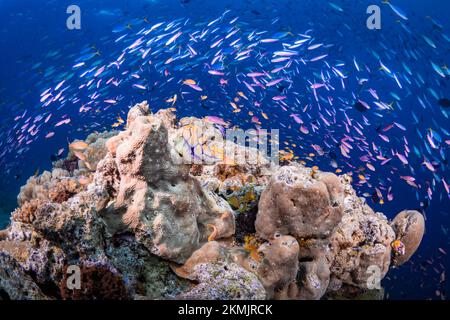 Artenvielfalt des Korallenriffsystems - Aortment von tropischen Rifffischen, die über gesunden Korallenriffen schwimmen Stockfoto