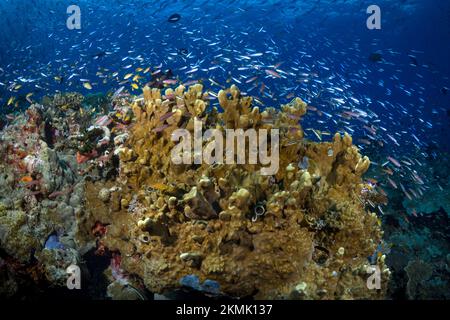 Artenvielfalt des Korallenriffsystems - Aortment von tropischen Rifffischen, die über gesunden Korallenriffen schwimmen Stockfoto