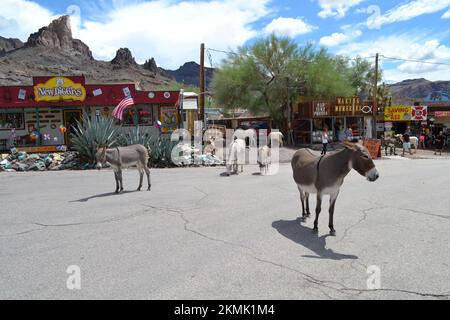 Esel in der Hauptstraße von Oatman. Arizona. USA. Stockfoto