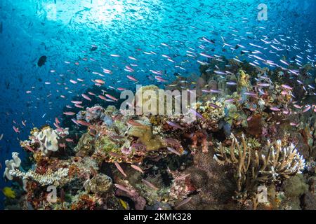 Artenvielfalt des Korallenriffsystems - Aortment von tropischen Rifffischen, die über gesunden Korallenriffen schwimmen Stockfoto