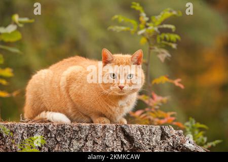 Große, fette gelbe Katze im Freien während der Herbstsaison. Übergewichtige männliche orangefarbene Tabby-Katze draußen im Herbst auf unscharfem Hintergrund. Stockfoto