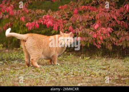Große, fette gelbe Katze im Freien während der Herbstsaison. Übergewichtige männliche orangefarbene Tabby-Katze draußen im Herbst. Stockfoto