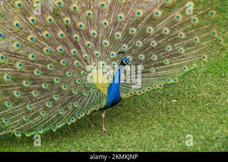 Ein blauer Pfau, der seinen Schwanz auf grünem Gras fächeln kann Stockfoto