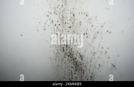 Foto einer weißen Wand mit schwarzem Schimmel. Und Pilz in der Ecke Stockfoto