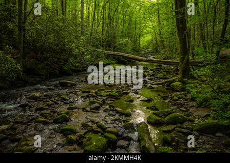 Großer Baumstamm, der über die Mossy Rocks im Lynn Camp Prong im Great Smoky Mountains-Nationalpark gefallen ist Stockfoto