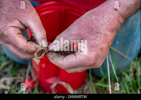 kaukasische Hände, die einen Wurm an einen Haken hängen, um ihn als lebenden Köder zu benutzen Stockfoto