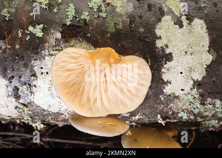 Die Unterseite eines Austernpilzes, Sarcomyxa serotina, der auf einem Birkenholz wächst, am unteren Ende von Camp Creek, südlich von Troy, Montana Stockfoto